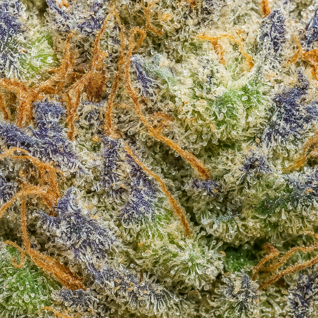 TROPICAL DREAM CBD