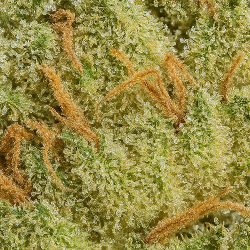 G-13 CBD