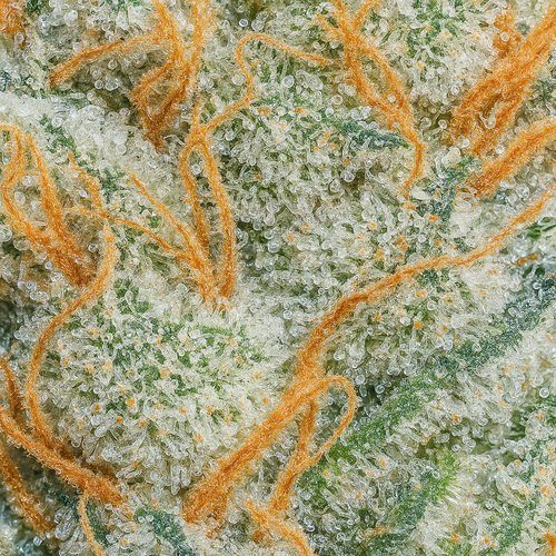 AMNESIA CBD