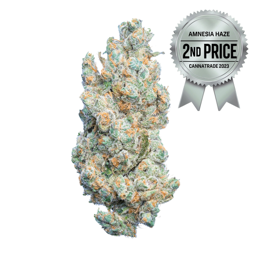 AMNESIA CBD