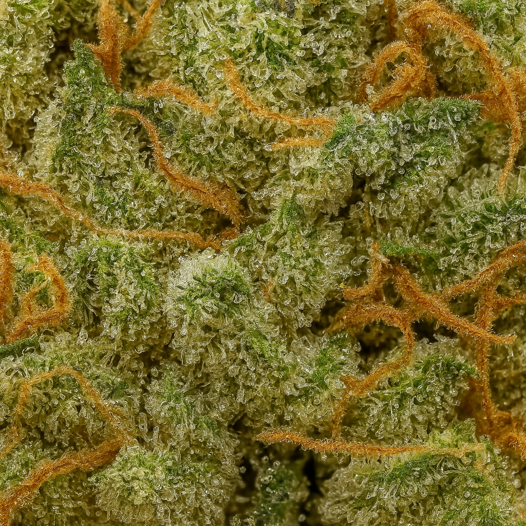 AMNESIA ΔX