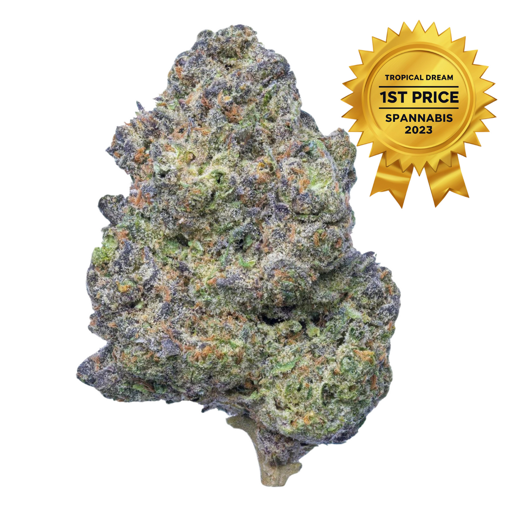 TROPICAL DREAM CBD